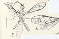 Parapimpla rhenana N. THEOBALD Holotype (Nov. Gen.).jpg