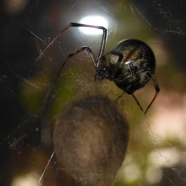 File:Parasteatoda tepidariorum Hardegsen 02.jpg