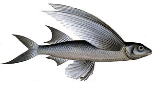 <i>Parexocoetus hillianus</i> Species of fish