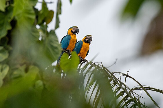 Two blue and yellow macaws on a branch in the Manu national park. Photograph: Uriel caballero quispitupa