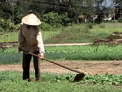 Une personne utilisant une houe pour cultiver des légumes.