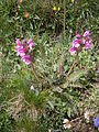 Pedicularis kerneri