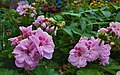 Pink Wild Geranium