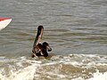 Alcatraz (Pelicanus occidentalis)