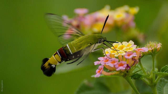 Coffee Bee Moth 640px-Pellucid_hawk_moth_%2C_feeding_on_Lantana_camara_flowers