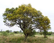 Peltophorum africanum, habitus, c, Zoutpan.jpg