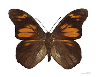 <i>Penetes</i> Monotypic brush-footed butterfly genus