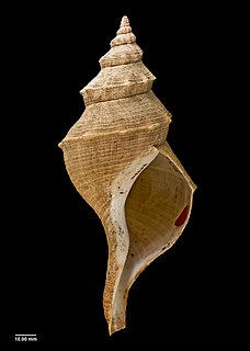 <i>Penion cuvierianus</i> Species of gastropod