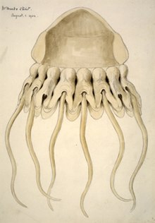 Helmet jellyfish, Periphylla periphylla