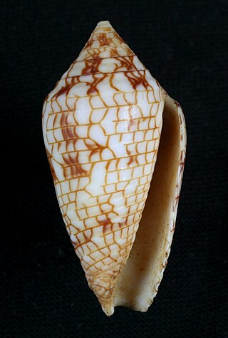 <i>Conasprella lucida</i> Species of gastropod