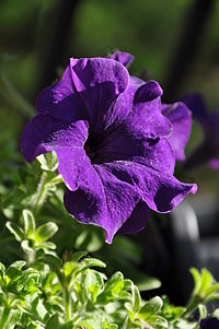 Petunia_maj_2013