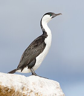 <span class="mw-page-title-main">Black-faced cormorant</span> Species of bird