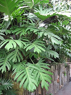 <i>Philodendron pinnatifidum</i> Species of flowering plant