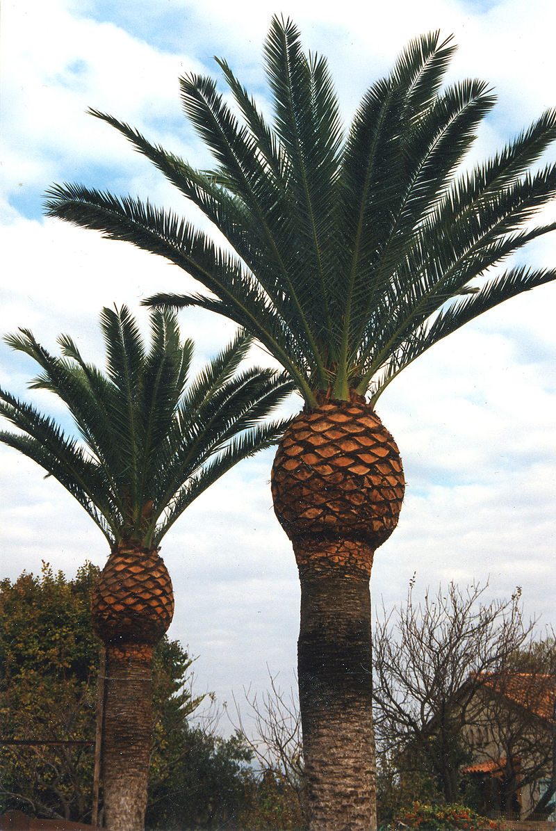 Palmier Phoenix canariensis ou palmier d'Hyères ou dattier des Canaries