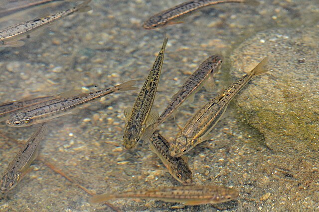 Fathead minnow, a small pond fish for a small pond