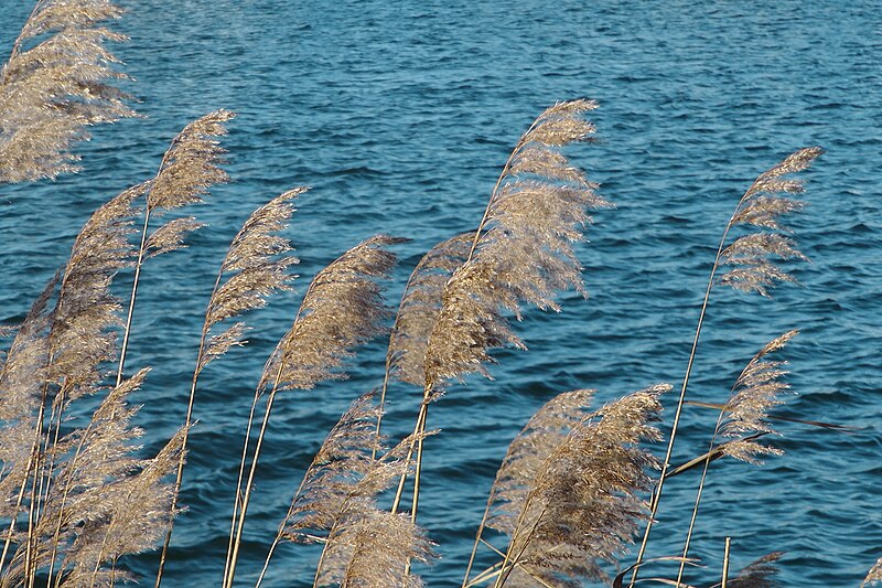 File:Phragmites in Amsterdam 2013.JPG