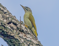 Picchio cenerino (Picus canus)