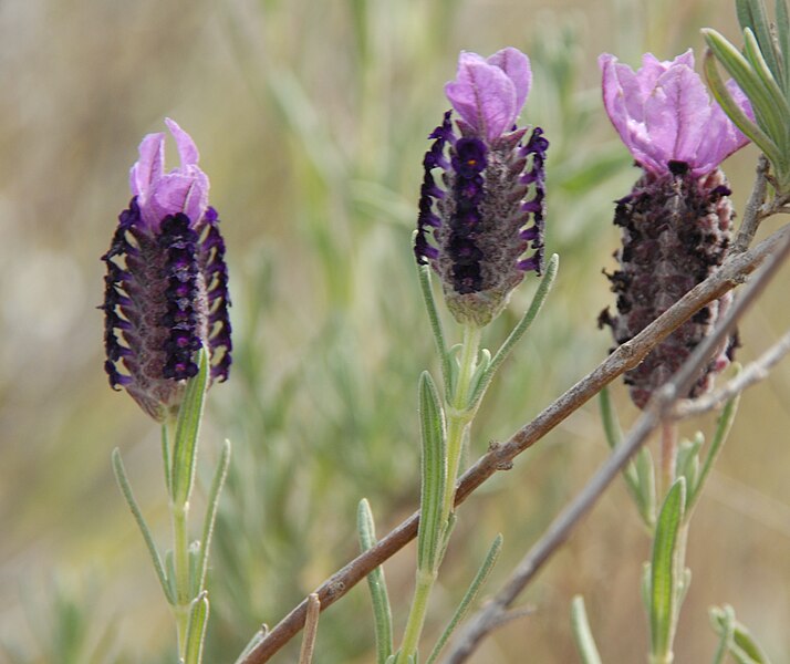 File:PikiWiki Israel 30694 Plants of Israel.JPG