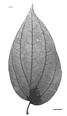 X-ray of leaf