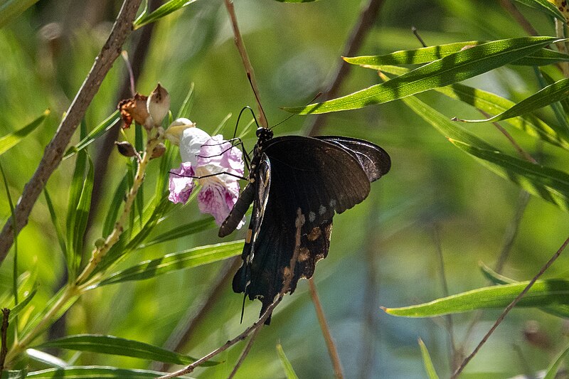 File:Pipevine Swallowtail San Pedro House & River Sierra Vista AZ 2019-07-25 10-30-31 (48441572867).jpg