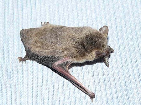 Pipistrellus capensis.jpeg