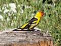 Male, Desolation Wilderness, California