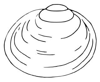 <i>Pisidium hibernicum</i> Species of bivalve