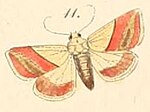 Thumbnail for File:Pl.108-11-Eublemma adulans (=Eublemma dimidialis) (Felder &amp; Rogenhofer 1874).jpg