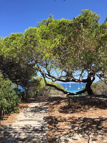 File:Plage de Saleccia Santo-Pietro-di-Tenda.jpg