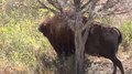 File:Plains bison (Bison bison bison) scratching.webm