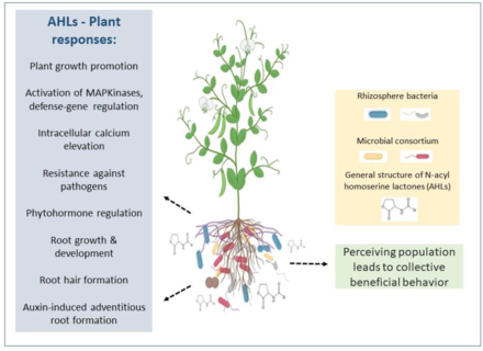 Plant responses to bacteria in the rhizosphere Plant responses to bacteria in the rhizosphere.webp