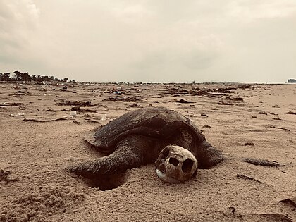 The Plastic sea series is a documentary of some of the devastating effects of human activities that affected and is still affecting the climate. Here we see a tortoise dieing due to climate chnage effect. Photo by ItzAbdullahi