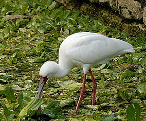 Platalea alba eating JdP.jpg