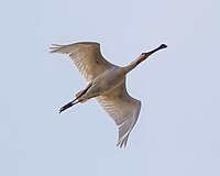 Löffler oder Löffelreiher (Platalea leucorodia)