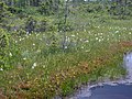 Platanthera blephariglottis