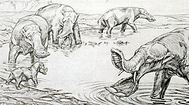 Platybelodon.jpg