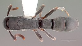 Platythyrea punctata