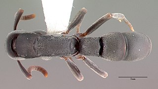 <i>Platythyrea punctata</i> Species of ant