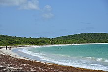 The beach after a sargassum inundation. Playa La Chiva Vieques Puerto Rico 2021-08-05 12-11-26 1.jpg