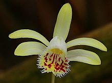 Pleione forrestii.jpg