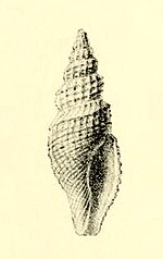 Thumbnail for Pleurotomella eulimenes