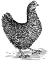 Plymouth Rock Chicken (PSF).png