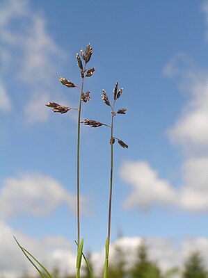 Lager bluegrass (Poa supina)