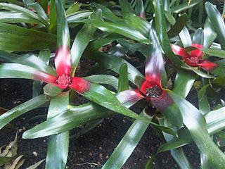 <i>Neoregelia cyanea</i> Species of flowering plant