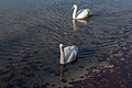 * Nomination Pair of swans at the Johannes Brahms Promenade, Pörtschach, Carinthia, Austria --Johann Jaritz 02:30, 9 December 2016 (UTC) * Promotion Good quality. --Haeferl 03:18, 9 December 2016 (UTC)