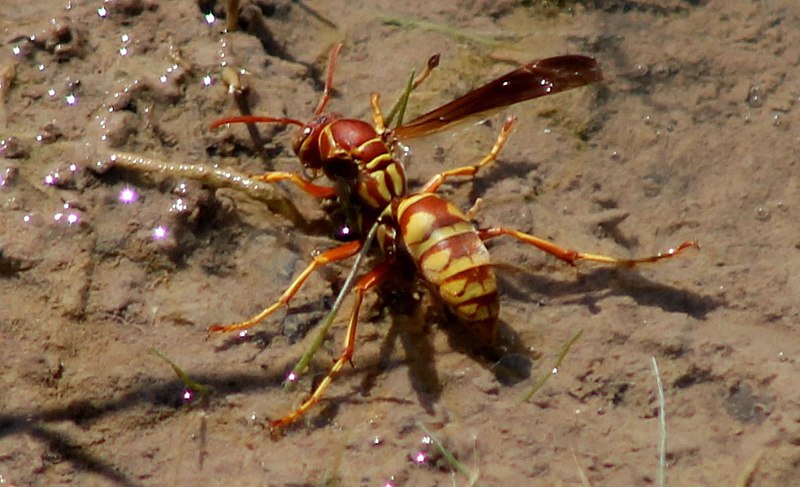 File:Polistes apachus - drinking from puddle in Woodward County, OK, USA, photo by CalinsDad 25 Jul 2018.jpg