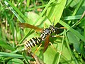 Polistes dominulus