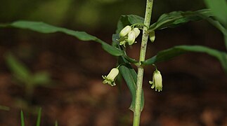 Pecetea lui Solomon (Polygonatum verticillatum)