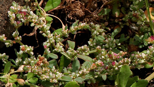 Polygonum plebeium or small knotweed