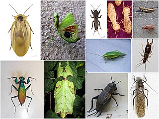 <span class="mw-page-title-main">Polyneoptera</span> Group of insects